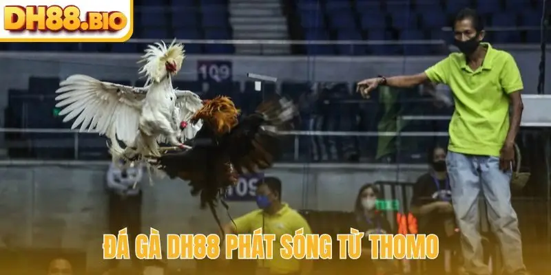Đá gà DH88 phát sóng từ Thomo