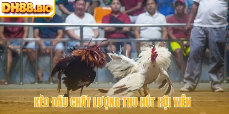 Kèo đấu chất lượng thu hút hội viên